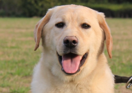 拉布拉多好養(yǎng)嗎（優(yōu)缺點(diǎn)有哪些）